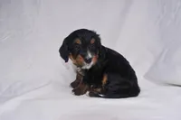 Sandy, a female Miniature Bernedoodle for sale in Sheridan, MI – Photo 2 of 7