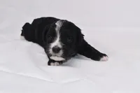 Starlight, a female Miniature Bernedoodle for sale in Sheridan, MI – Photo 2 of 9