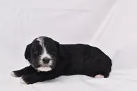 Starlight, a female Miniature Bernedoodle for sale in Sheridan, MI – Photo 7 of 9