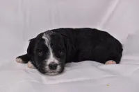 Starlight, a female Miniature Bernedoodle for sale in Sheridan, MI – Photo 6 of 9