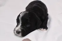 Starlight, a female Miniature Bernedoodle for sale in Sheridan, MI – Photo 4 of 9