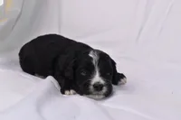 Starlight, a female Miniature Bernedoodle for sale in Sheridan, MI – Photo 5 of 9