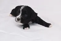 Starlight, a female Miniature Bernedoodle for sale in Sheridan, MI – Photo 3 of 9