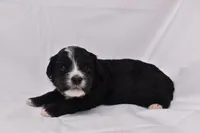 Starlight, a female Miniature Bernedoodle for sale in Sheridan, MI – Photo 9 of 9