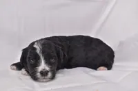 Starlight, a female Miniature Bernedoodle for sale in Sheridan, MI – Photo 8 of 9