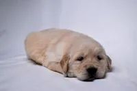 Gus, a male Golden Retriever for sale in Sheridan, MI – Photo 6 of 6