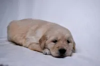 Gus, a male Golden Retriever for sale in Sheridan, MI – Photo 4 of 6