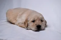 Gus, a male Golden Retriever for sale in Sheridan, MI – Photo 5 of 6