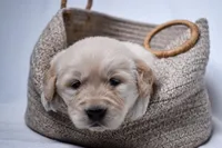 Gus, a male Golden Retriever for sale in Sheridan, MI – Photo 1 of 6