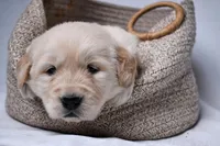 Gus, a male Golden Retriever for sale in Sheridan, MI – Photo 2 of 6