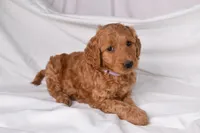 Raina, a female Goldendoodle for sale in Sheridan, MI – Photo 5 of 10