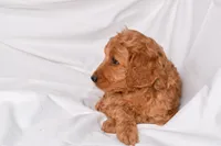 Raina, a female Goldendoodle for sale in Sheridan, MI – Photo 2 of 10