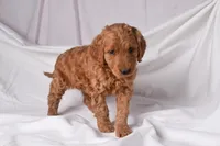 Raina, a female Goldendoodle for sale in Sheridan, MI – Photo 6 of 10