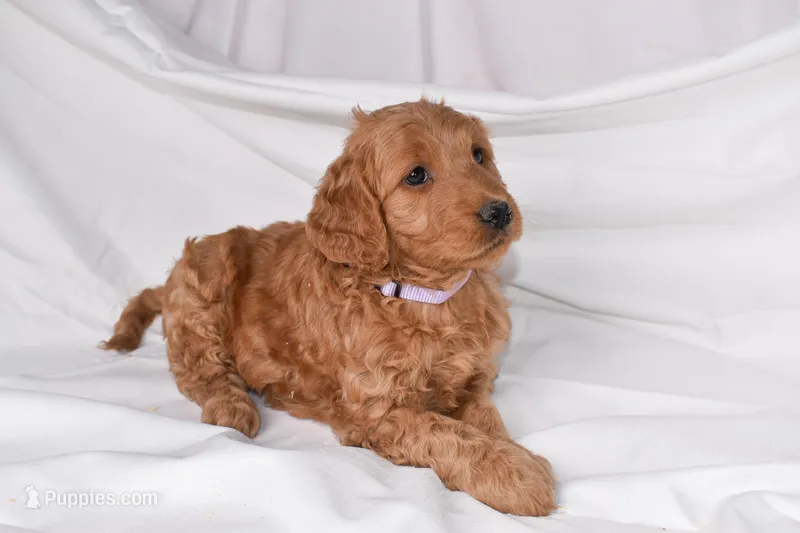 Raina, a female Goldendoodle for sale in Sheridan, MI – Photo 1 of 10