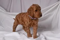 Raina, a female Goldendoodle for sale in Sheridan, MI – Photo 3 of 10