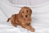 Raina, a female Goldendoodle for sale in Sheridan, MI – Photo 7 of 10