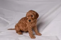 Riley, a male Golden Retriever for sale in Sheridan, MI – Photo 3 of 7