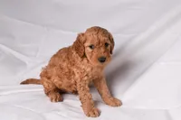 Riley, a male Golden Retriever for sale in Sheridan, MI – Photo 4 of 7