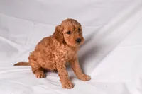 Riley, a male Golden Retriever for sale in Sheridan, MI – Photo 2 of 7