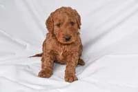 Rusty, a male Goldendoodle for sale in Sheridan, MI – Photo 5 of 9