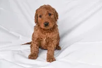 Rusty, a male Goldendoodle for sale in Sheridan, MI – Photo 7 of 9