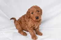 Rusty, a male Goldendoodle for sale in Sheridan, MI – Photo 1 of 9