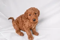 Rusty, a male Goldendoodle for sale in Sheridan, MI – Photo 3 of 9