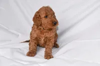 Rusty, a male Goldendoodle for sale in Sheridan, MI – Photo 6 of 9