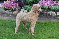 Rusty, a male Goldendoodle for sale in Sheridan, MI – Photo 9 of 9