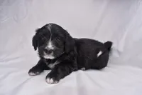 Stella, a female Miniature Bernedoodle for sale in Sheridan, MI – Photo 7 of 7