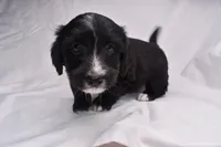 Stella, a female Miniature Bernedoodle for sale in Sheridan, MI – Photo 2 of 7