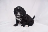 Stella, a female Miniature Bernedoodle for sale in Sheridan, MI – Photo 3 of 7