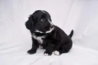 Stella, a female Miniature Bernedoodle for sale in Sheridan, MI – Photo 5 of 7