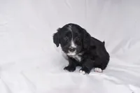 Stella, a female Miniature Bernedoodle for sale in Sheridan, MI – Photo 4 of 7