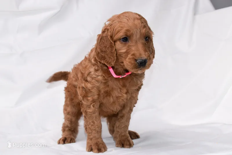 Rosie, a female Goldendoodle for sale in Sheridan, MI – Photo 1 of 8