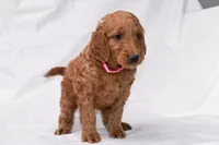 Rosie, a female Goldendoodle for sale in Sheridan, MI – Photo 1 of 8