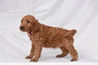 Rosie, a female Goldendoodle for sale in Sheridan, MI – Photo 4 of 8