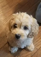 Rolo, a male Cockapoo for sale in Belle, MO – 2 of 7