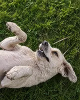 Gizmo , a male Poodle - Miniature  for sale in Belle, MO – 2 of 2