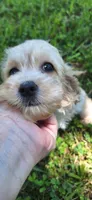 Rolo, a male Cockapoo for sale in Belle, MO – 5 of 7