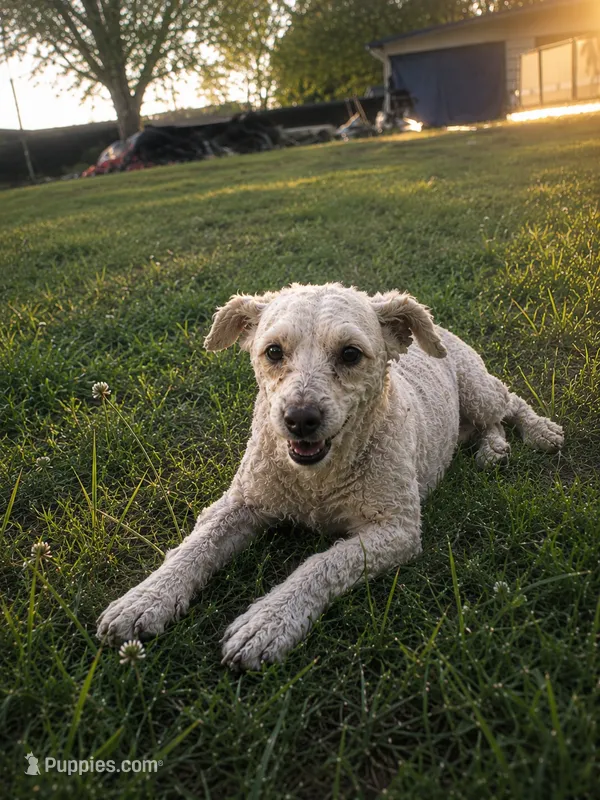 Gizmo  – Poodle - Miniature  puppy for sale in Belle, MO