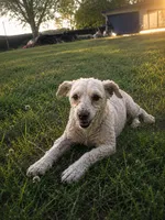 Gizmo , a male Poodle - Miniature  for sale in Belle, MO – 1 of 2