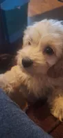 Rolo, a male Cockapoo for sale in Belle, MO – 3 of 7