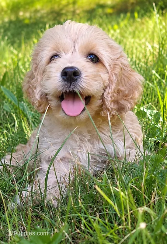 Rolo – Cockapoo puppy for sale in Belle, MO