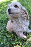 Rolo, a male Cockapoo for sale in Belle, MO – 4 of 7