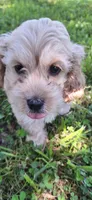 Rolo, a male Cockapoo for sale in Belle, MO – 7 of 7