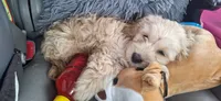 Rolo, a male Cockapoo for sale in Belle, MO – 6 of 7
