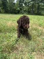 Boots, a male Goldendoodle for sale in Cape Girardeau, MO – 3 of 4