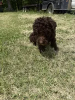 Boots, a male Goldendoodle for sale in Cape Girardeau, MO – 4 of 4