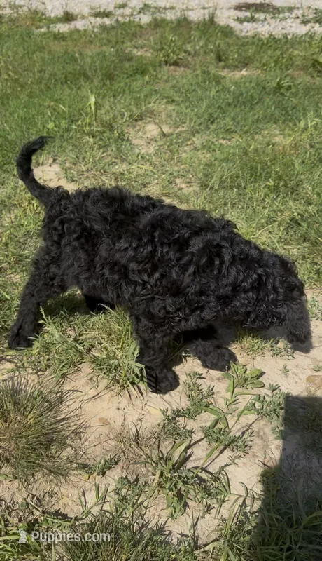 Texas  – Goldendoodle puppy for sale in Cape Girardeau, MO